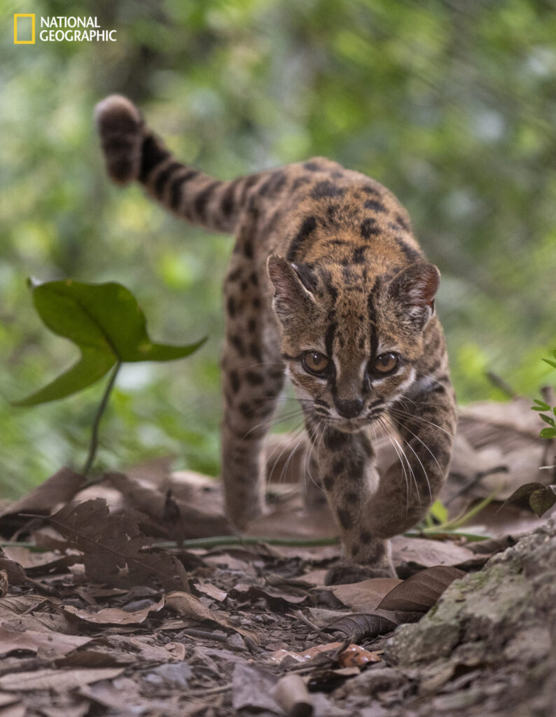 Bolivia, 1 de septiembre de 2026 – Un ejemplar de la especie recién descubierta Leopardus tilcayo reside en el refugio de animales Senda Verde, en la región boliviana de los Yungas. Es el único individuo conocido de esta especie que vive en cautiverio bajo protección. Llegó al santuario alrededor de 2017, tras ser entregado por una familia local que lo había mantenido en su hogar. La exploradora de National Geographic Paola Nogales Ascarrunz lideró la investigación que identificó a este felino como una nueva especie. Fotografía de Fernando Faciole/National Geographic.