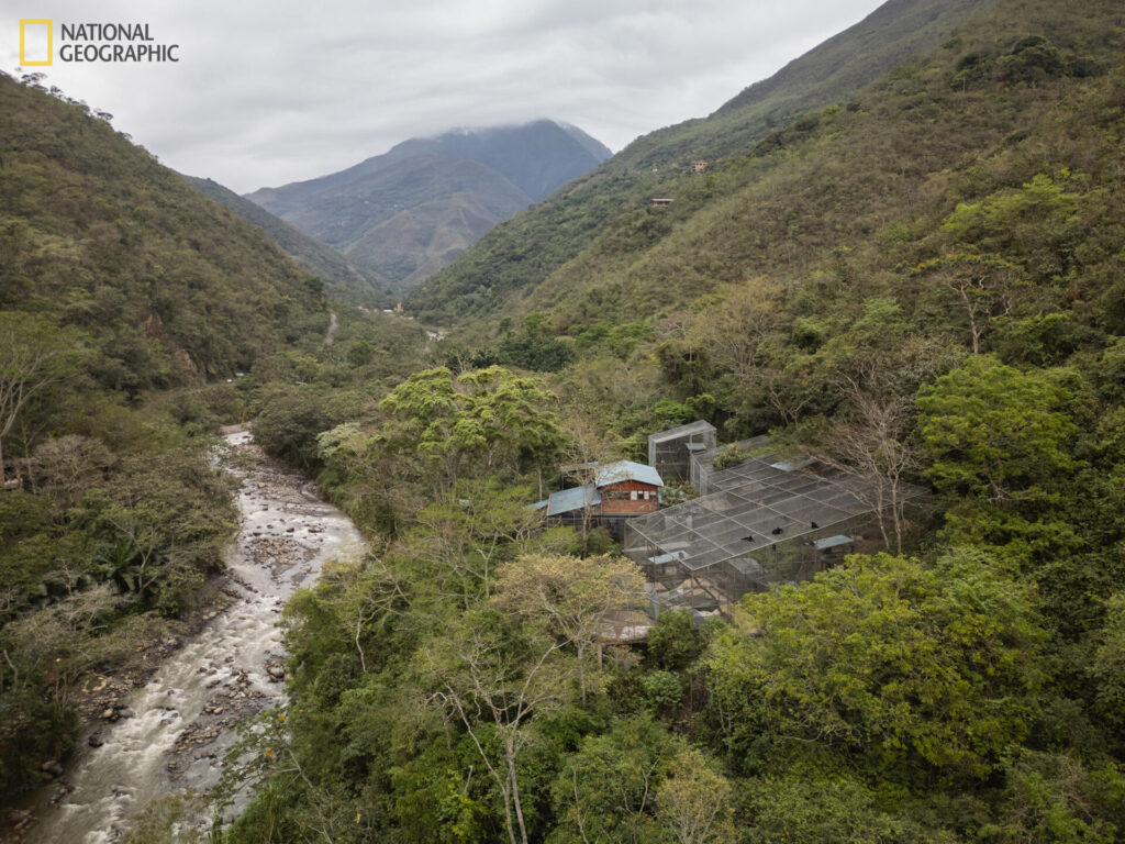 Bolivia, 1 de septiembre de 2026 – Vista aérea del Refugio de Animales Senda Verde, situado a orillas del río Yolosa, en la región boliviana de los Yungas. El refugio alberga al único ejemplar conocido de Leopardus tilcayo en cautividad bajo protección. La exploradora de National Geographic Paola Nogales Ascarrunz lideró la investigación que identificó a este felino como una nueva especie. Fotografía de Fernando Faciole/National Geographic.