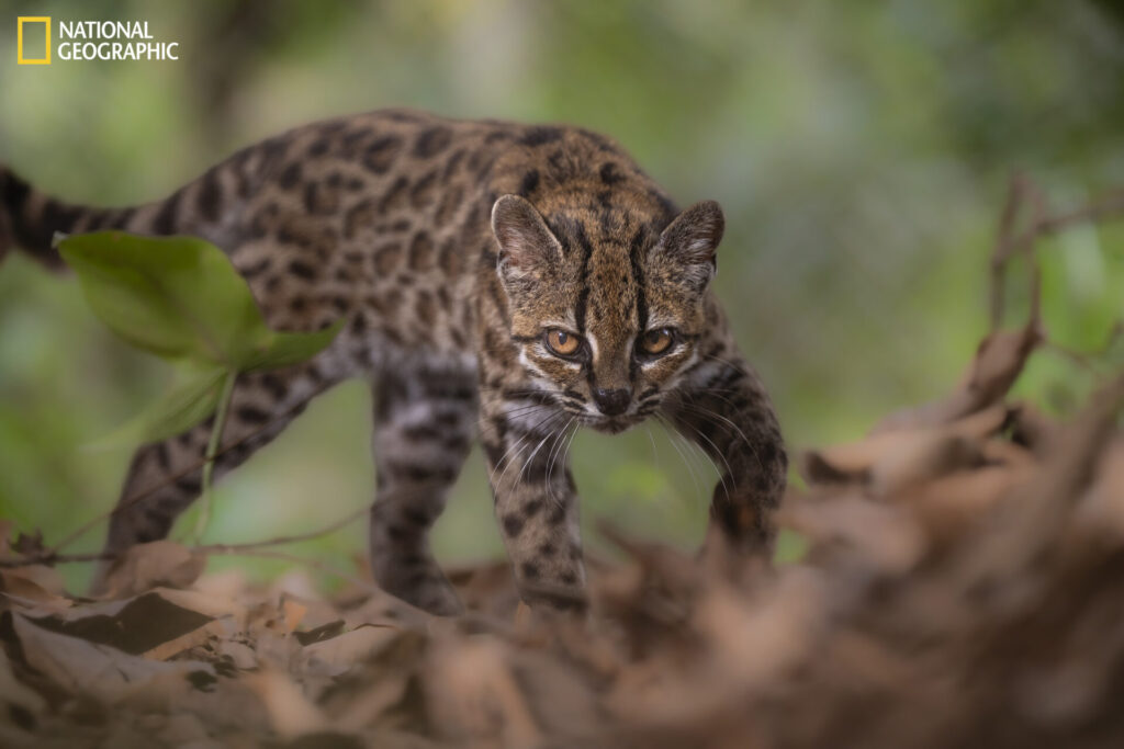 Bolivia, 1 de septiembre de 2026 – Un ejemplar de la especie recién descubierta Leopardus tilcayo reside en el refugio de animales Senda Verde, en la región boliviana de los Yungas. Es el único individuo conocido de esta especie que vive en cautiverio bajo protección. Llegó al santuario alrededor de 2017, tras ser entregado por una familia local que lo había mantenido en su hogar. La exploradora de National Geographic Paola Nogales Ascarrunz lideró la investigación que identificó a este felino como una nueva especie. Fotografía de Fernando Faciole/National Geographic.