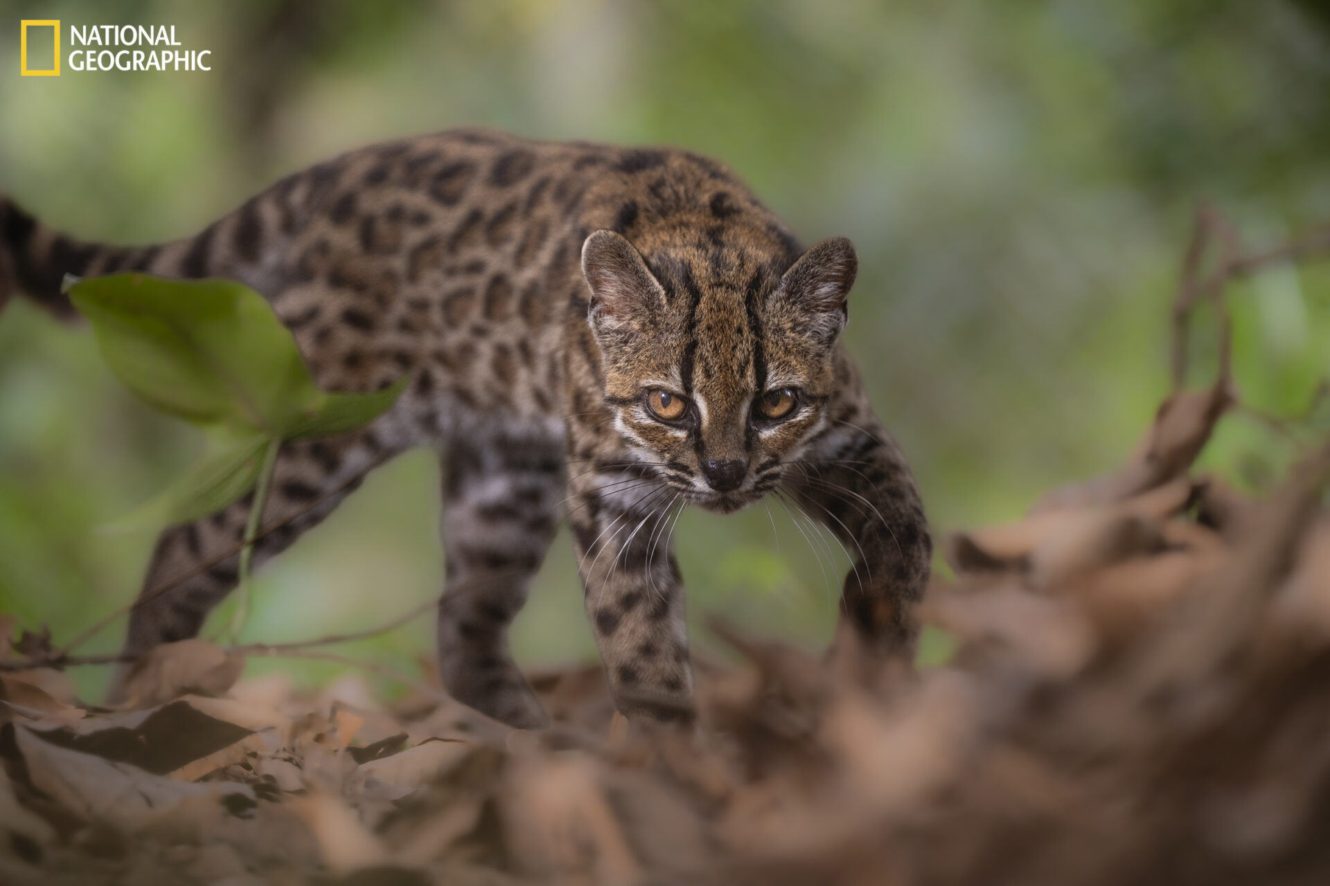 ¡Histórico! La ciencia suma un nuevo felino: tras más de 100 años, identifican una especie desconocida de gato silvestre en Bolivia
