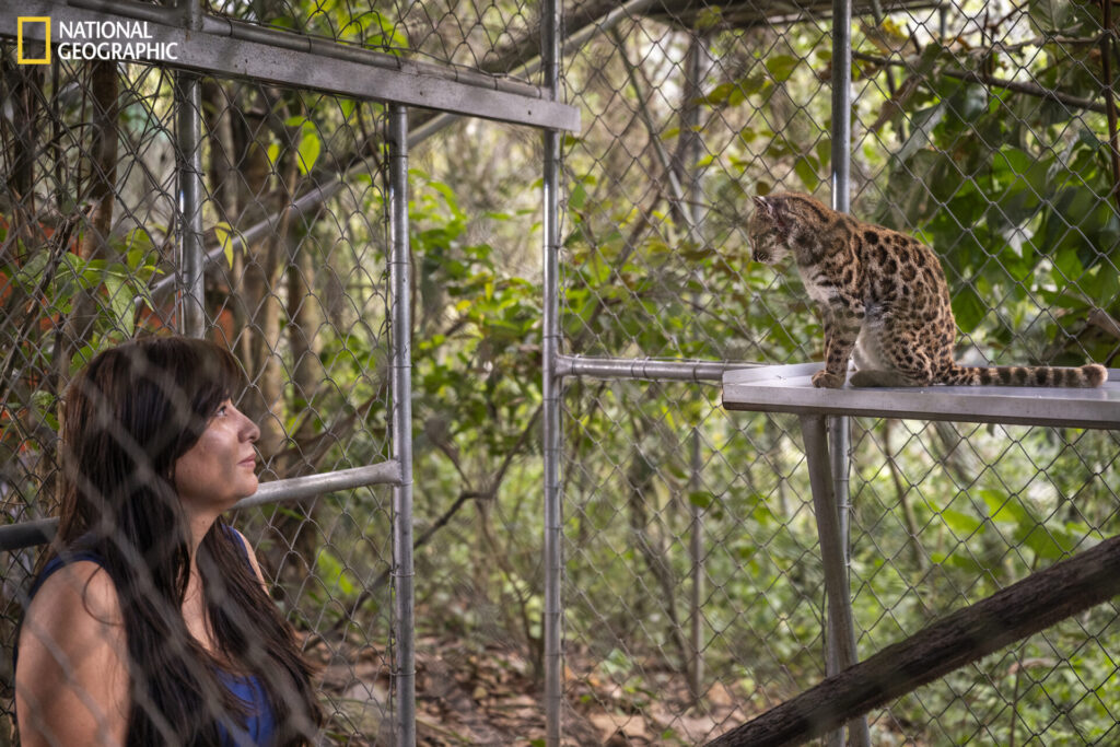 Bolivia, 1 de septiembre de 2026 – La exploradora de National Geographic Paola Nogales Ascarrunz observa un ejemplar de Leopardus tilcayo en el Santuario de Vida Silvestre Senda Verde, en la región de los Yungas de Bolivia. La exploradora de National Geographic Paola Nogales Ascarrunz lideró la investigación que identificó a este felino como una nueva especie. Fotografía de Fernando Faciole/National Geographic.