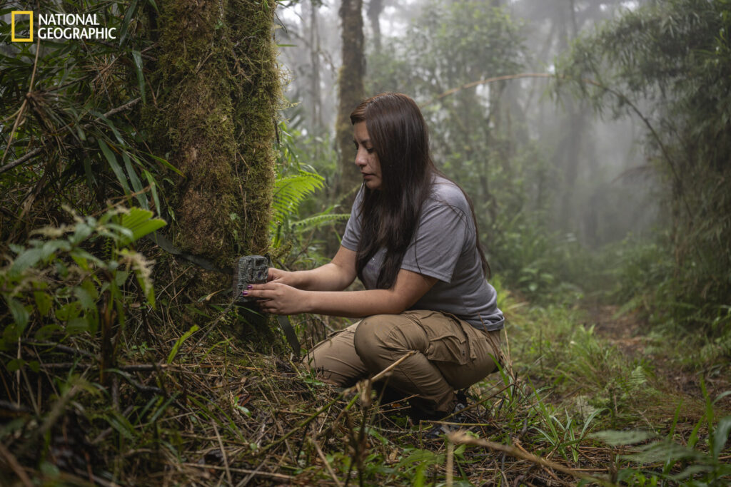 Bolivia, 1 de septiembre de 2026 – Como parte de su estudio científico, la Exploradora de National Geographic Paola Nogales Ascarrunz instala cámaras trampa en el bosque de los Yungas con la esperanza de documentar al esquivo Leopardus tilcayo en su hábitat natural. Fotografía de Fernando Faciole/National Geographic.
