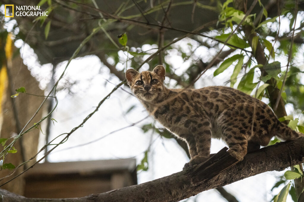 Bolivia, 1 de septiembre de 2026 – Un ejemplar de la especie recién descubierta Leopardus tilcayo reside en el refugio de animales Senda Verde, en la región de los Yungas de Bolivia. Es el único individuo conocido de esta especie que vive en cautiverio bajo protección. Llegó al santuario alrededor de 2017, tras ser entregado por una familia local que lo había mantenido en su hogar. La exploradora de National Geographic Paola Nogales Ascarrunz lideró la investigación que identificó a este felino como una nueva especie. Fotografía de Fernando Faciole/National Geographic.