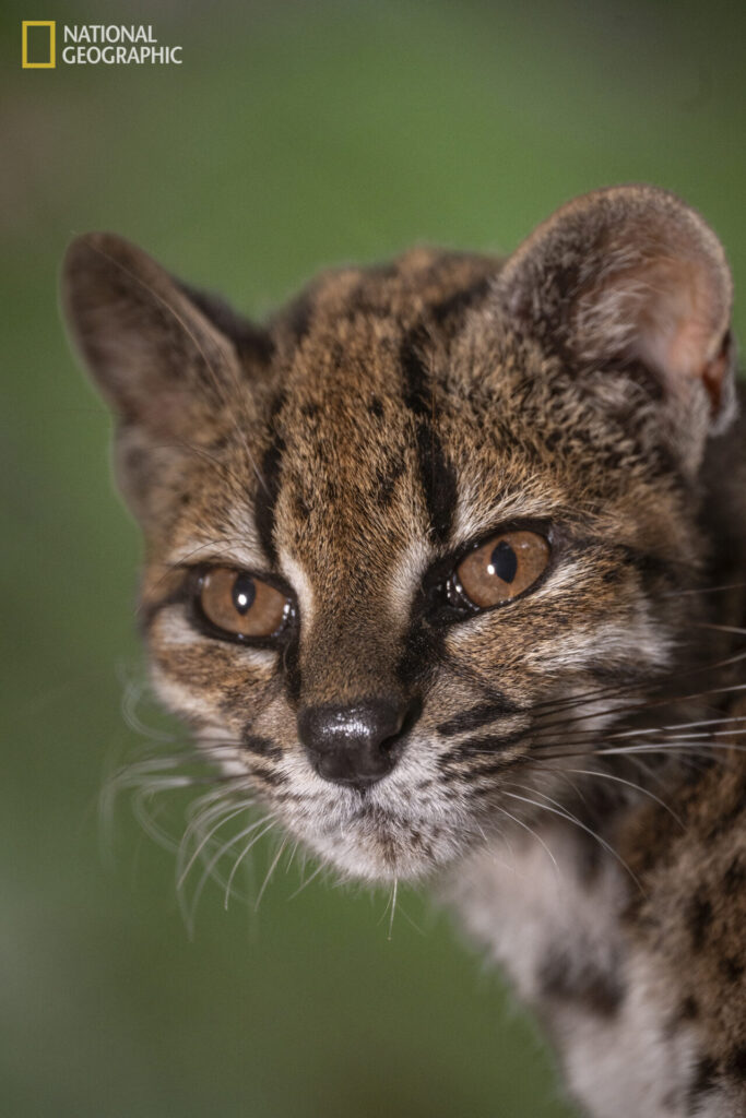 Bolivia, 1 de septiembre de 2026 – Un ejemplar de la especie recién descubierta Leopardus tilcayo reside en el refugio de animales Senda Verde, en la región de los Yungas de Bolivia. Es el único individuo conocido de esta especie que vive en cautiverio bajo protección. Llegó al santuario alrededor de 2017, tras ser entregado por una familia local que lo había mantenido en su hogar. La exploradora de National Geographic Paola Nogales Ascarrunz lideró la investigación que identificó a este felino como una nueva especie. Fotografía de Fernando Faciole/National Geographic.