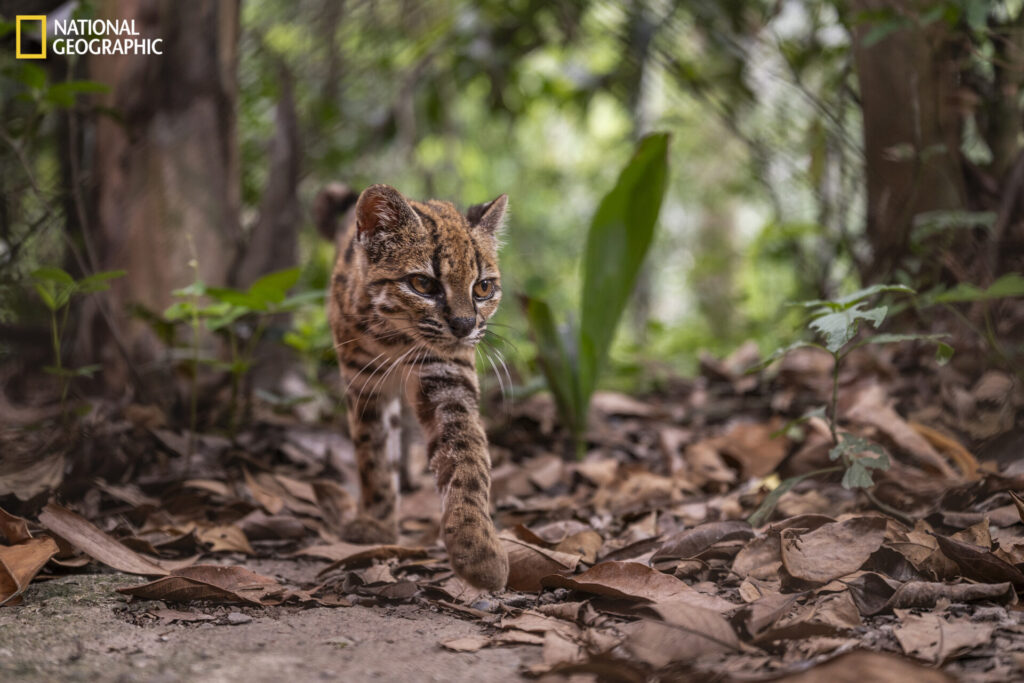 Bolivia, 1 de septiembre de 2026 – Un ejemplar de la especie recién descubierta Leopardus tilcayo reside en el refugio de animales Senda Verde, en la región de los Yungas de Bolivia. Es el único individuo conocido de esta especie que vive en cautiverio bajo protección. Llegó al santuario alrededor de 2017, tras ser entregado por una familia local que lo había mantenido en su hogar. La exploradora de National Geographic Paola Nogales Ascarrunz lideró la investigación que identificó a este felino como una nueva especie. Fotografía de Fernando Faciole/National Geographic.