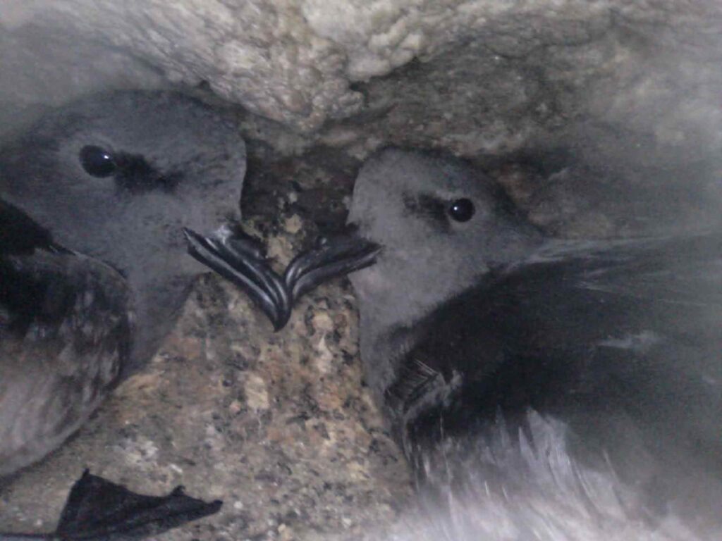 Pareja de golondrina de mar en cavidad reproductiva Créditos: Red de Observadores de Aves y Vida Silvestre de Chile (ROC)