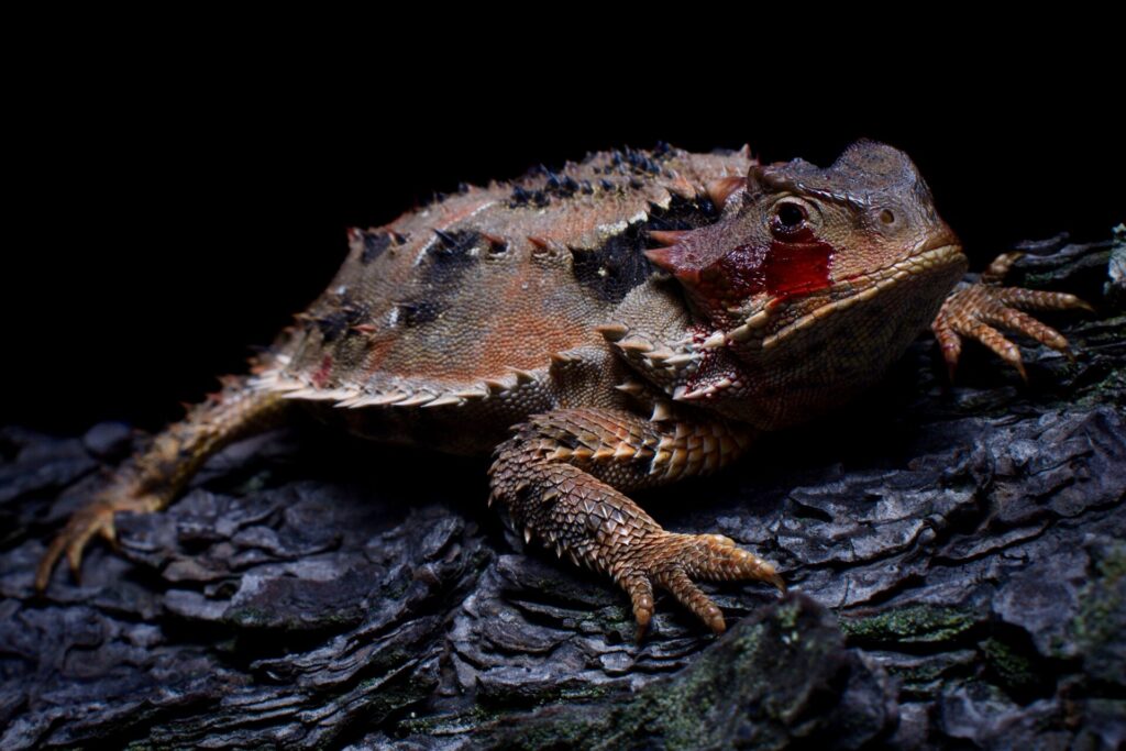 Phrynosoma orbiculare. Créditos: Erika Adriana Reyes Velázquez y Aldo Gómez Benítez