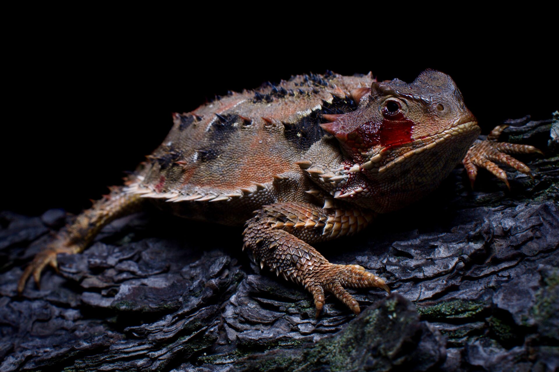 «Camaleón» de montaña: el lagarto mexicano que come hormigas y lanza sangre por los ojos
