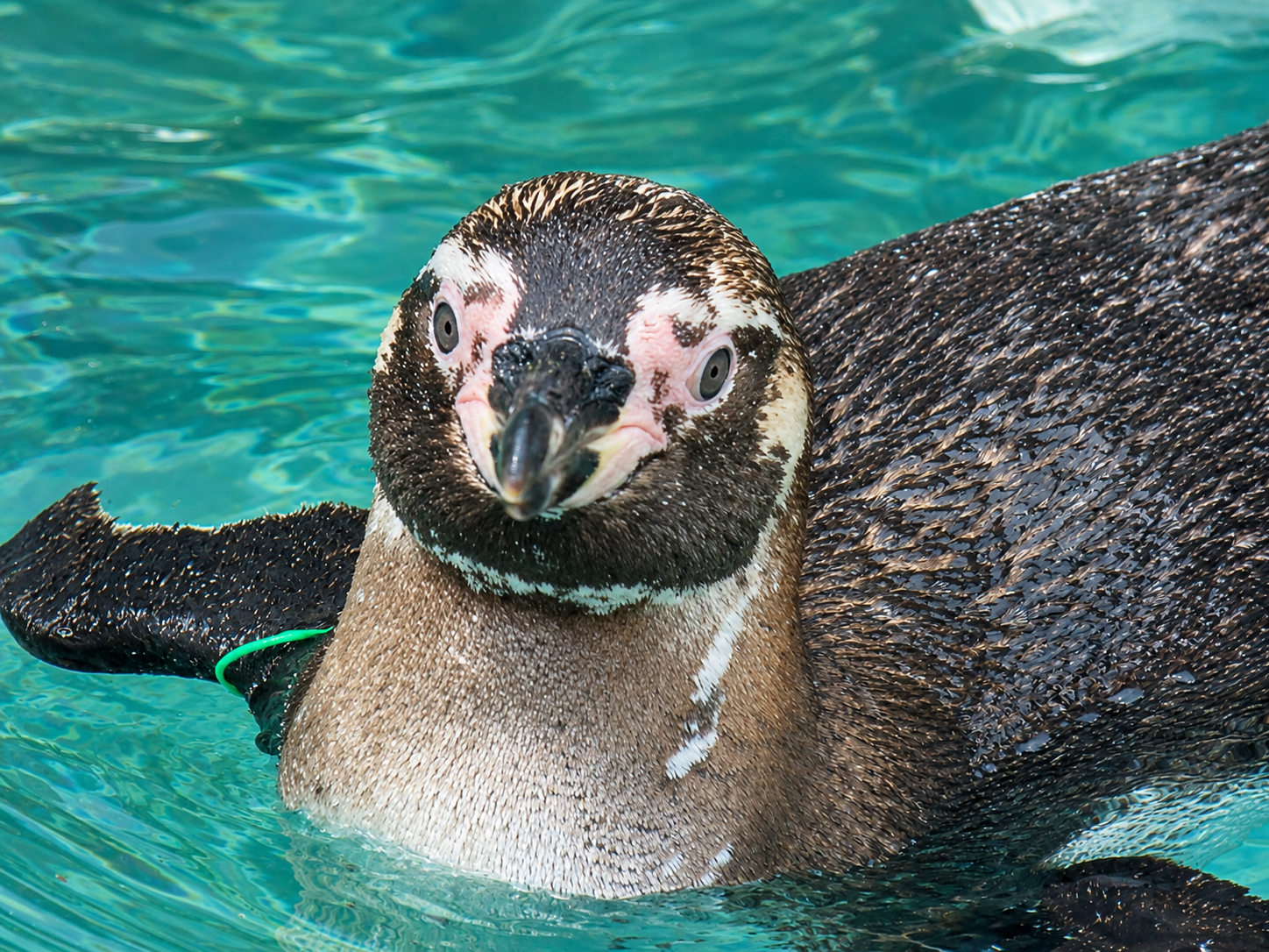 Nueve pingüinos de Humboldt mueren en el Zoológico Nacional de Chile, seis de ellos en solo ocho días