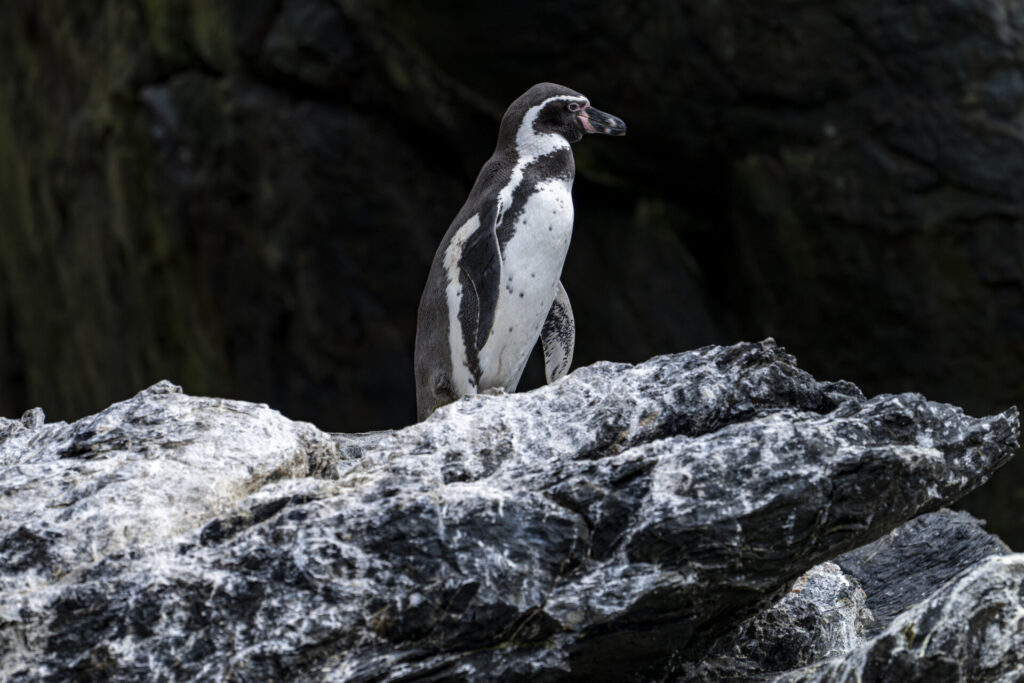 Reserva Nacional Pingüino de Humboldt. Créditos: Benjamín Valenzuela Wallis.