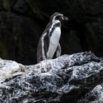 Reserva Nacional Pingüino de Humboldt. Créditos: Benjamín Valenzuela Wallis.