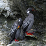 Reserva Nacional Pingüino de Humboldt. Créditos: Benjamín Valenzuela Wallis.