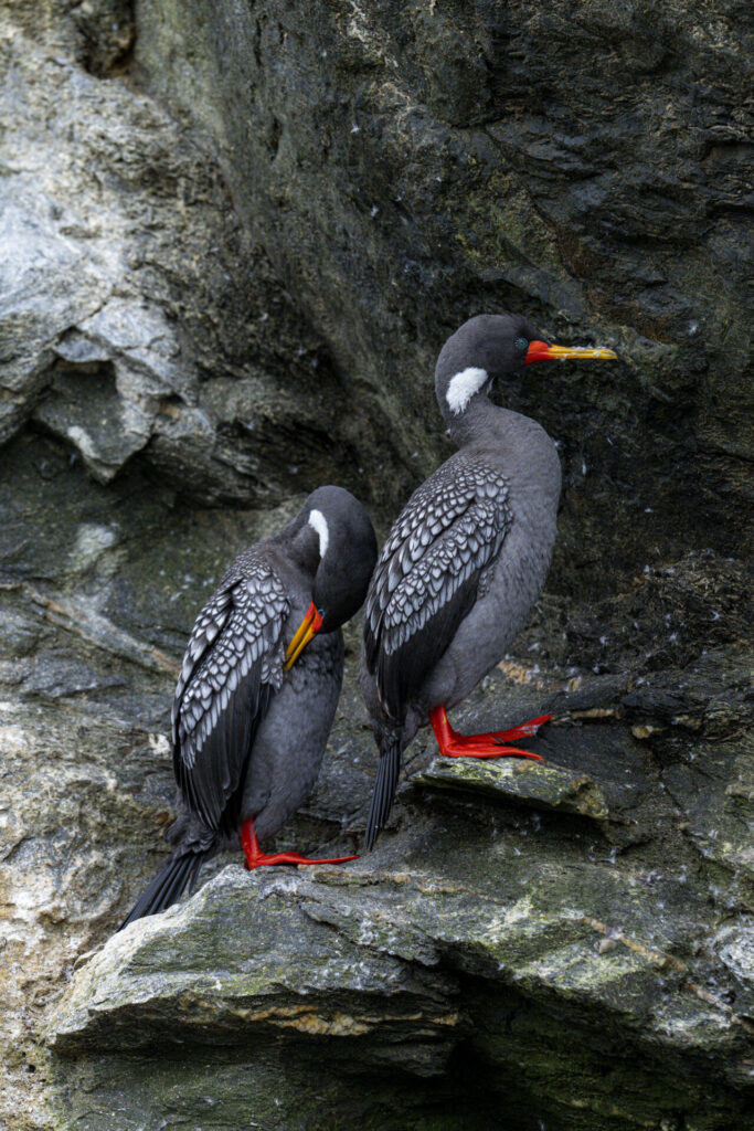 Reserva Nacional Pingüino de Humboldt. Créditos: Benjamín Valenzuela Wallis.