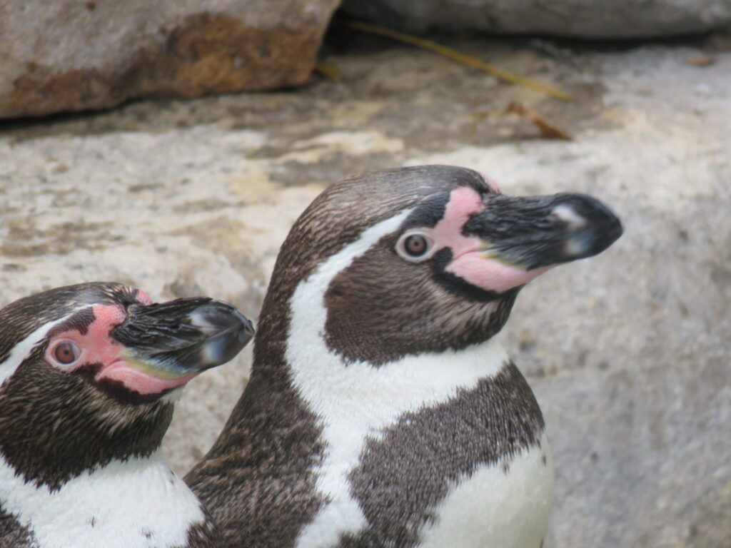 Pingüinos de Humboldt en Parquemet. Créditos: Jǒzepa Benčina