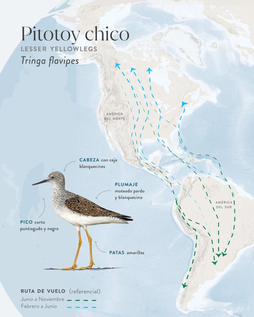 Pitotoy chico Créditos: Fundación Cosmos y Audubon