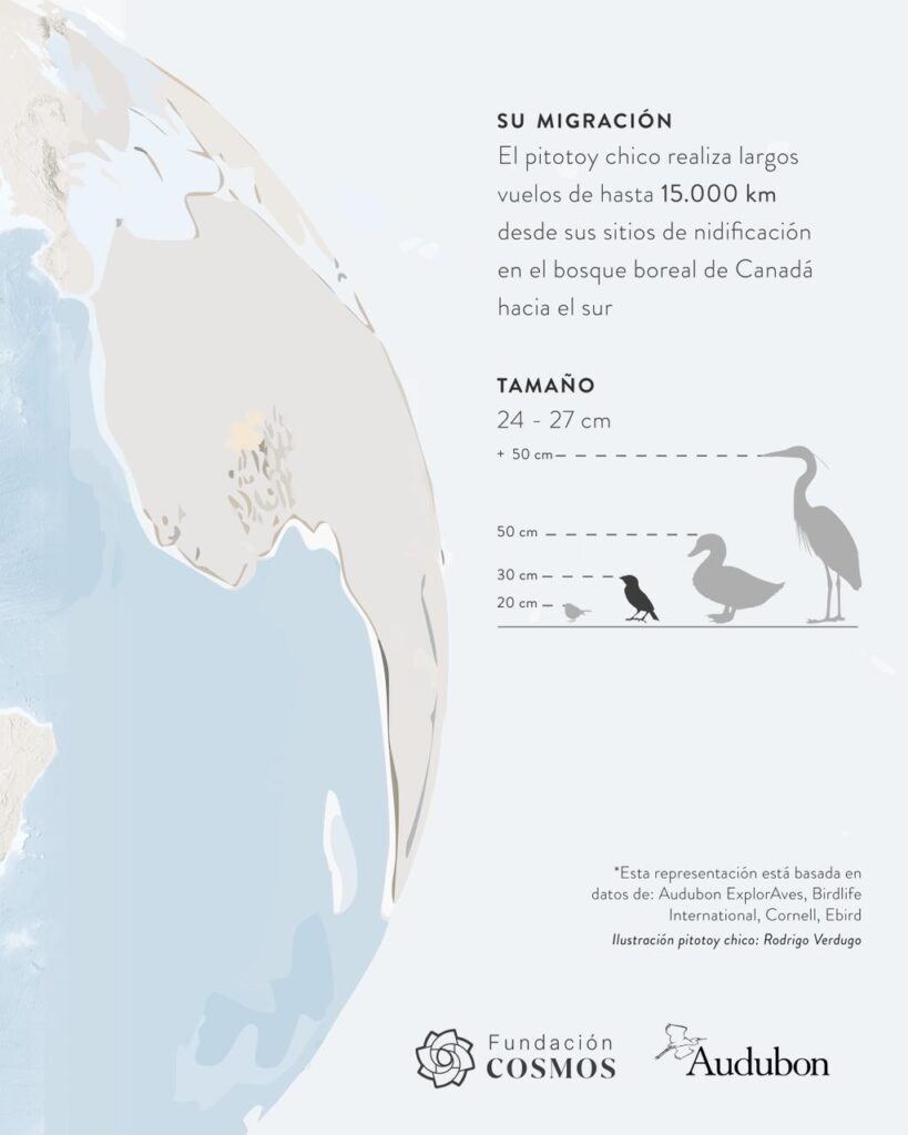 Pitotoy chico Créditos: Fundación Cosmos y Audubon