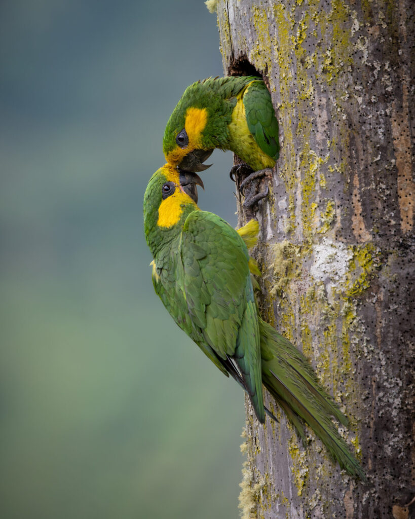 Yellow Eared Parrot Créditos: Santiago Giraldo