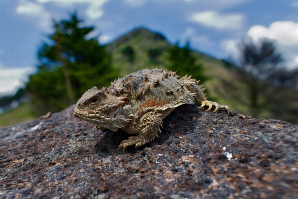 El "camaleón" de montaña (Phrynosoma orbiculare) es un lagarto cornudo endémico de México que habita en zonas montañosas del país. Créditos: Erika Adriana Reyes Velázquez y Aldo Gómez Benítez