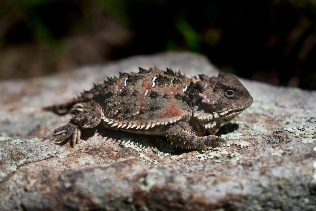 Los tonos cafés y ocres del lagarto cornudo le permiten confundirse con el suelo de los bosques templados donde habita. Créditos: Erika Adriana Reyes Velázquez y Aldo Gómez Benítez