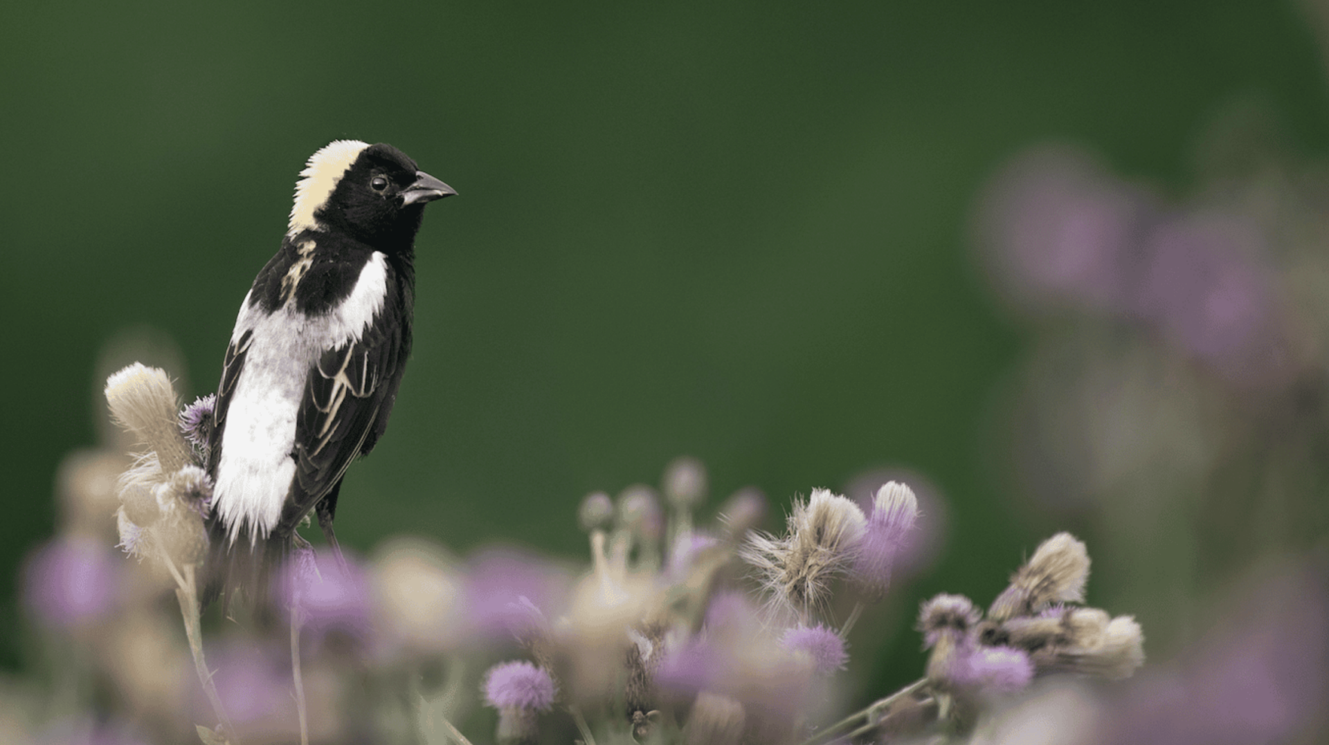 Un viaje cada vez más peligroso: el 43 % de las especies de aves migratorias de América está en declive