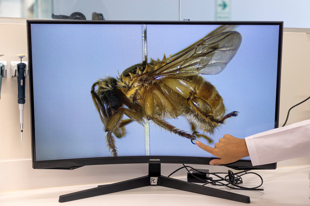 El trabajo de Rosa Vásquez Espinoza busca proteger a las abejas sin aguijón desde una perspectiva de socioecosistema, en la que comunidades, especies y territorio forman parte de una misma red. Créditos: Rolex-Sofia Lopez Mañan