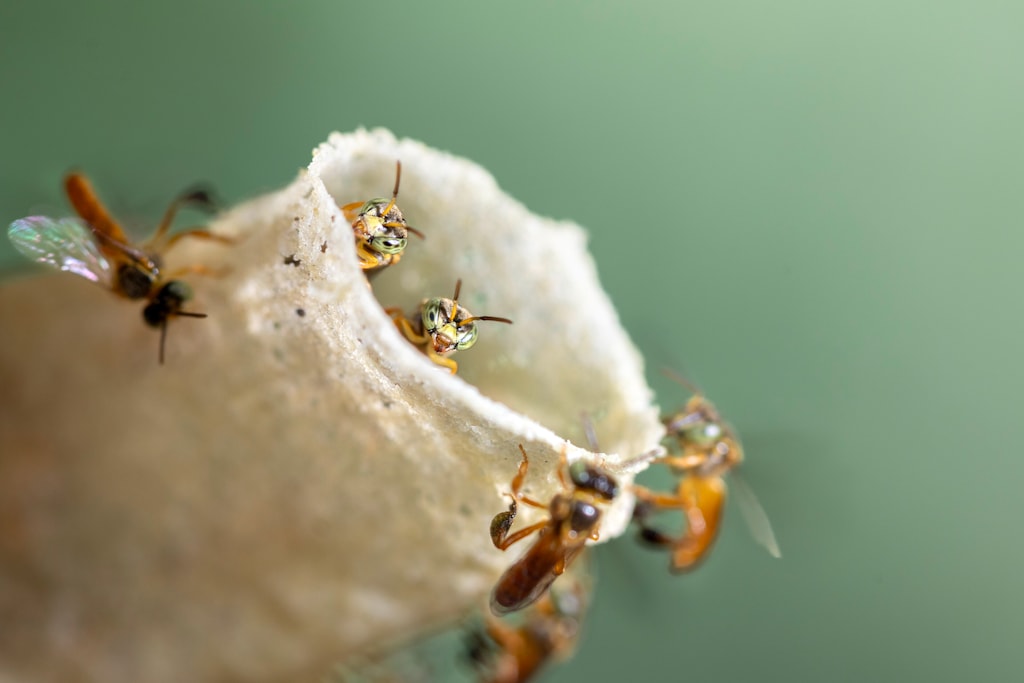 Las abejas sin aguijón producen miel y propóleo utilizados tradicionalmente por comunidades indígenas de la Amazonía peruana como alimento y parte de prácticas medicinales. Créditos: Rolex-Sofia Lopez Mañan