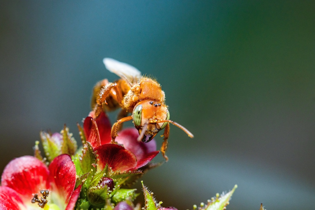 Abeja sin aguijón de la Amazonía peruana sobre una flor. Créditos: Rolex-Sofia Lopez Mañan