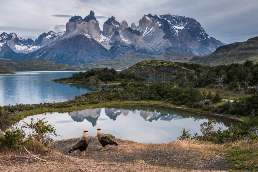 Premio Aves en Paisajes de Chile 2026 Créditos: Timothy Dhalleine