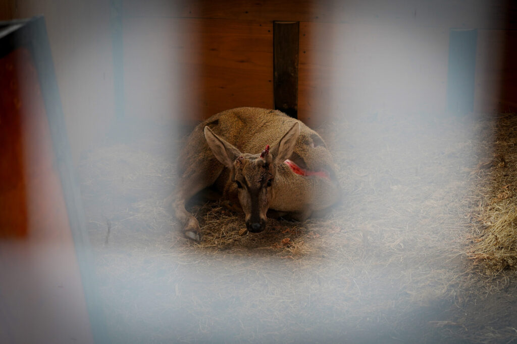 Procedimiento Huemul Ortega Créditos: Rewilding Chile