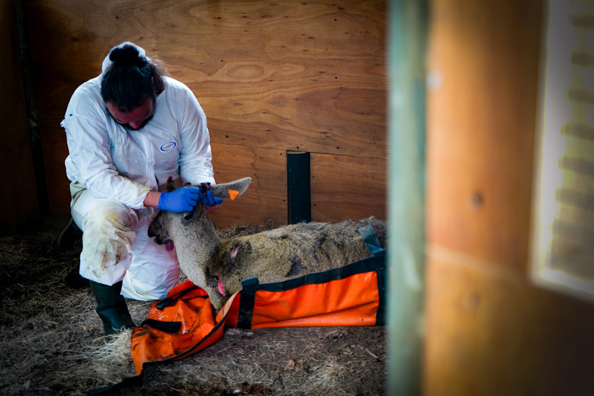 Lamentable: alertan muerte de huemul “Ortega” tras ataque de perros en Aysén