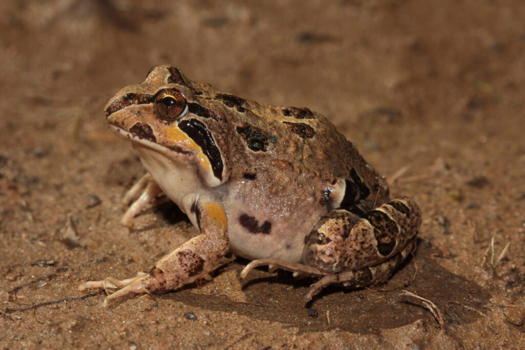 Sapito de cuatro ojos (Pleurodema thaul). Créditos: ©Andrés "Andy" Charrier