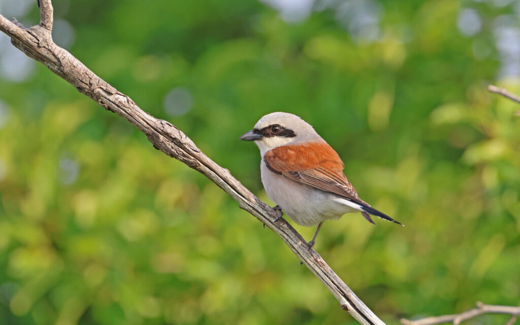 El alcaudón dorsirrojo (Lanius collurio)​ es una especie paseriforme propia de Eurasia y África. Esta ave cría en la mayor parte de Europa y Asia occidental y pasa los inviernos en el África tropical. Foto: cortesía Christoph Moning
