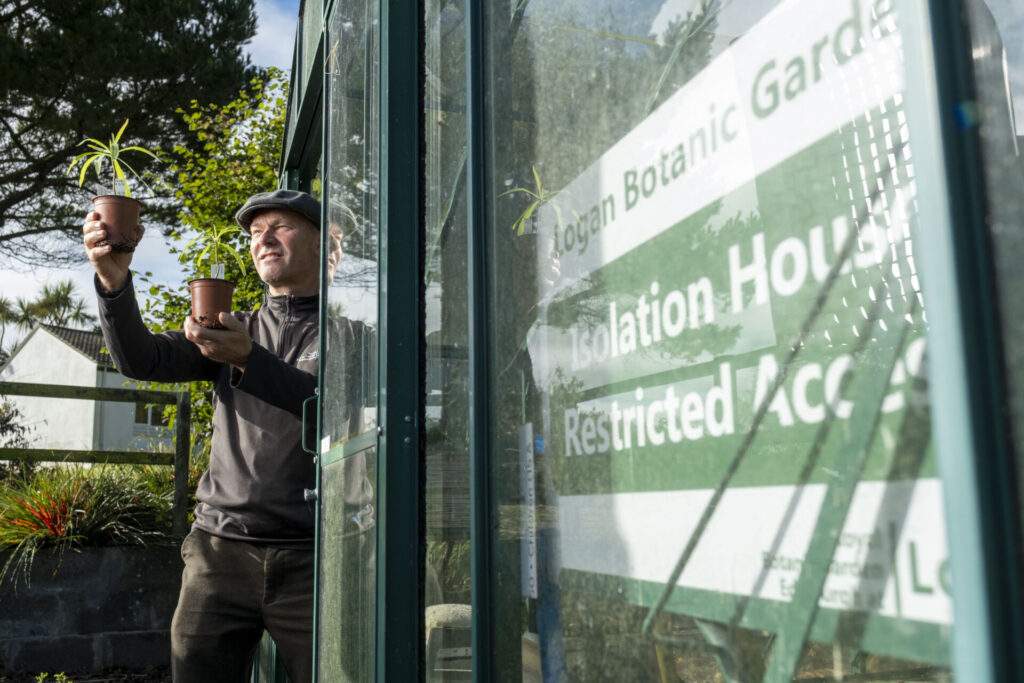 Richard Baines, Curador de Logan Botanic Garden junto a las dos plántulas de Dendroseris neriifolia en el invernadero de acceso restringido de la unidad de aislamiento, sept 2026. Crédito: © Chris James 