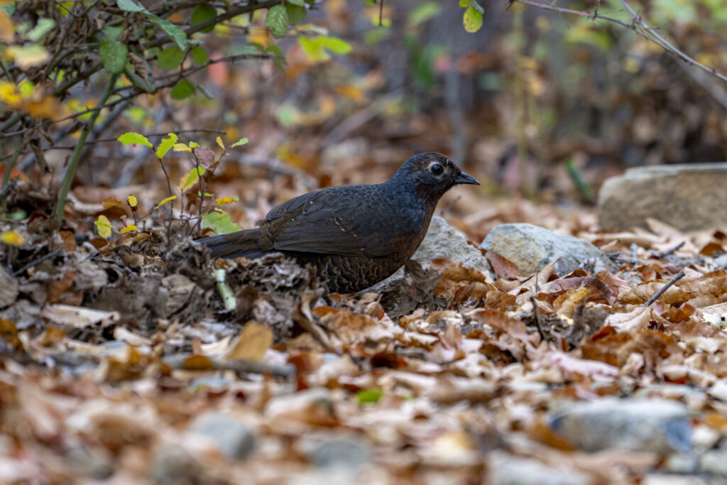 Reserva Nacional Altos de Lircay. Créditos: Benjamín Valenzuela Wallis.