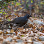 Reserva Nacional Altos de Lircay. Créditos: Benjamín Valenzuela Wallis.