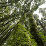 Reserva Nacional Isla Mocha. Créditos: Benjamín Valenzuela Wallis.