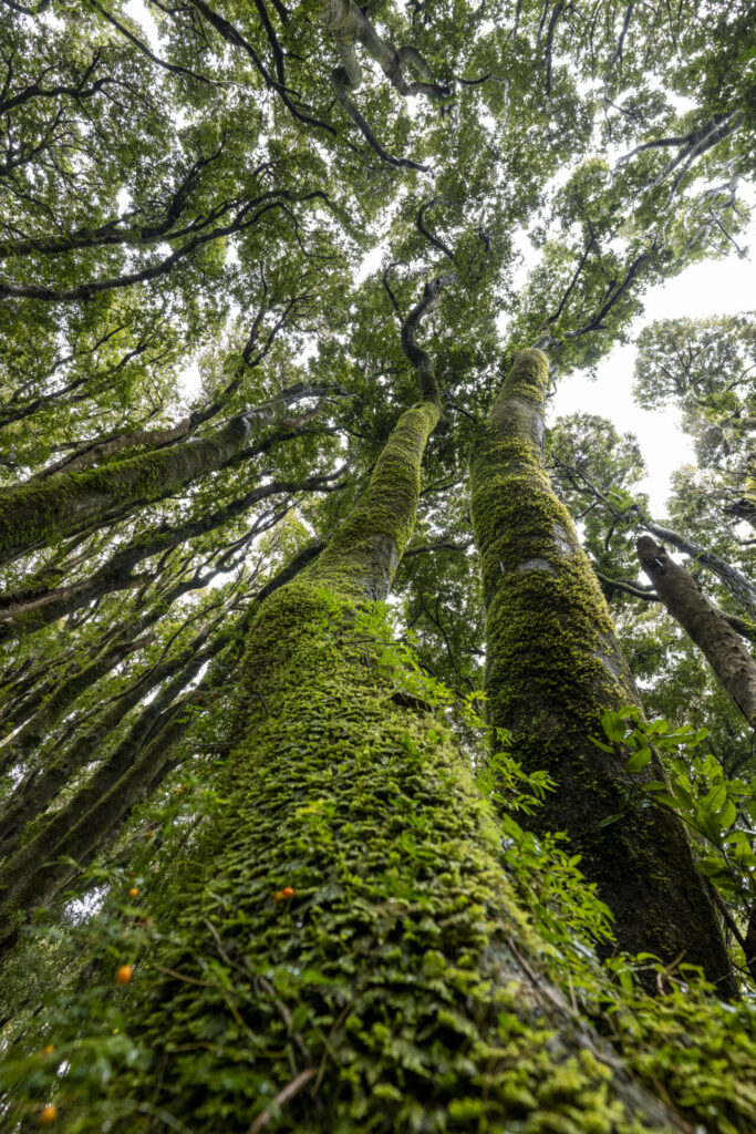 Reserva Nacional Isla Mocha. Créditos: Benjamín Valenzuela Wallis.