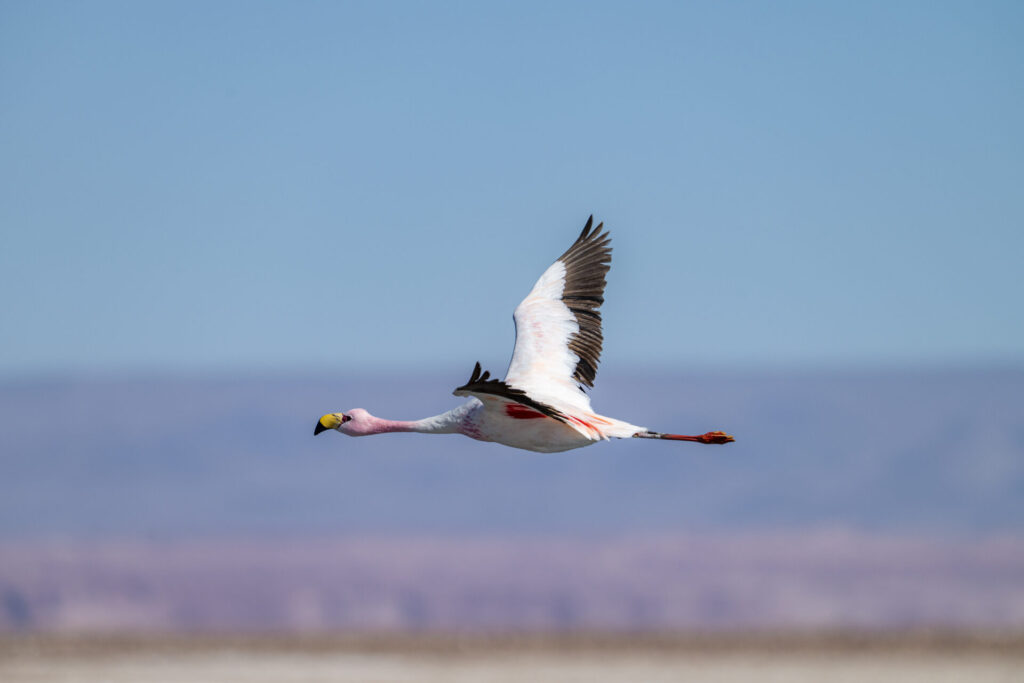 Reserva Nacional Los Flamencos. Créditos: Benjamín Valenzuela Wallis.