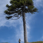 Reserva Nacional Villarrica. Créditos: Benjamín Valenzuela Wallis.