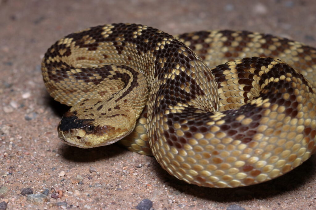 Serpiente de cascabel. Su sonaja, los rombos del cuerpo y sus colmillos son algunos de los rasgos que distinguen al ofidio representado en el escudo nacional. Créditos: Rstanton13 (Wikimedia Commons)
