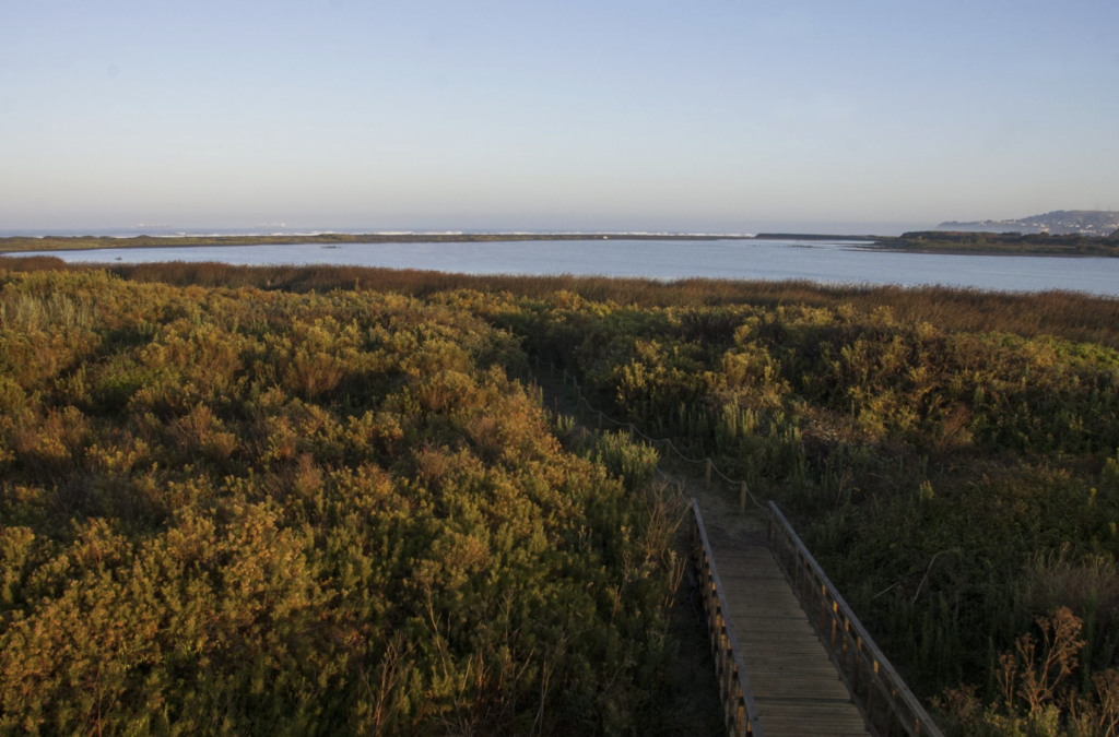 Santuario de la Naturaleza Humedal Río Maipo Créditos: Ministerio del Medio Ambiente