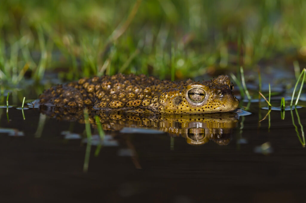 Sapo espinoso (Rhinella spinulosa). Créditos: ©Andrés "Andy" Charrier