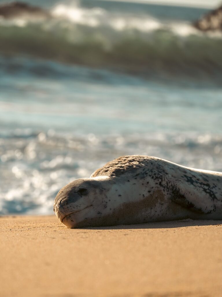 Foca leopardo en Viña del Mar. Créditos: Alberto Valenzuela