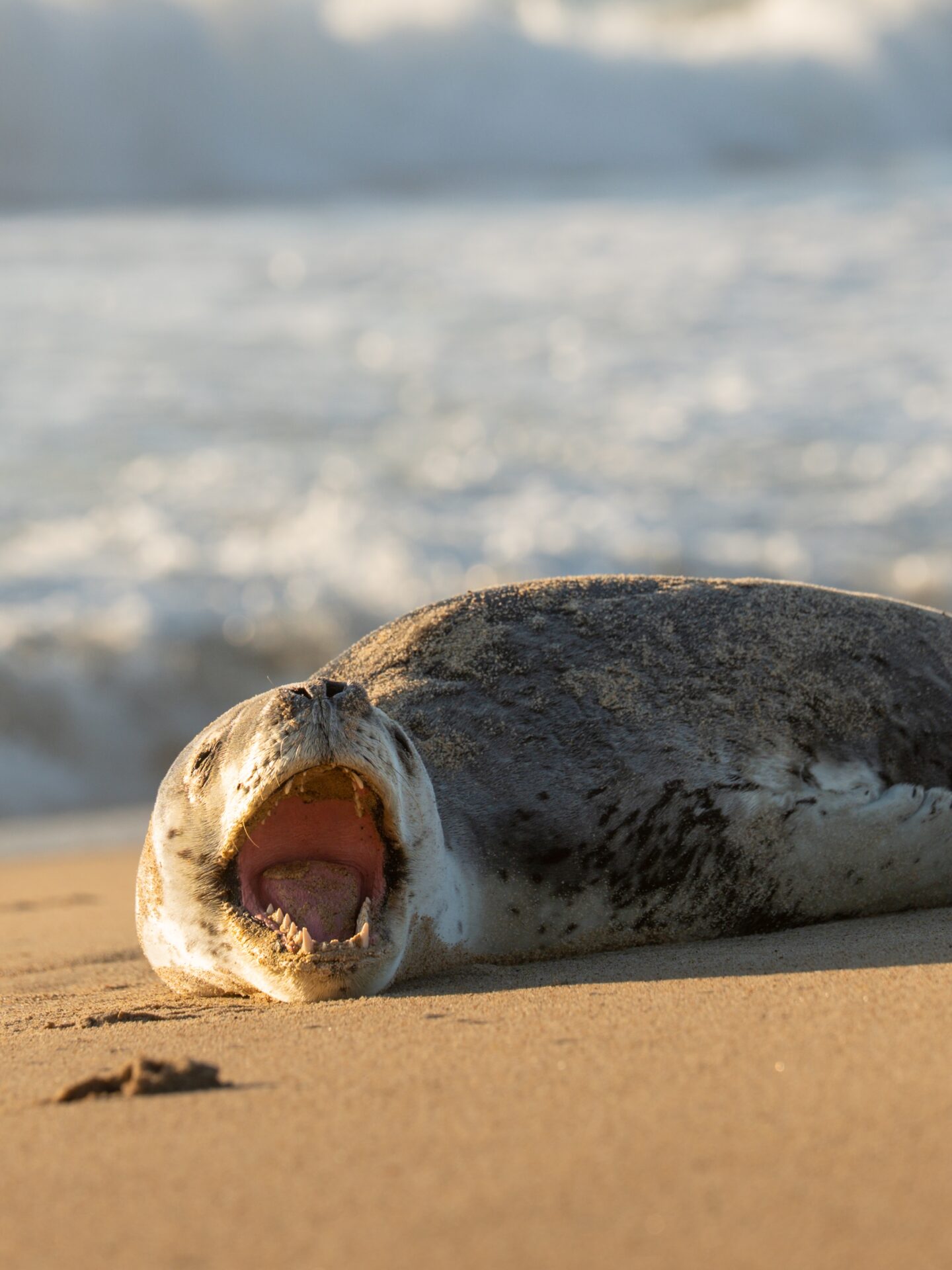 Tras la aparición de una foca leopardo en Viña del Mar: ¿qué hacer ante un encuentro con fauna marina en las playas?