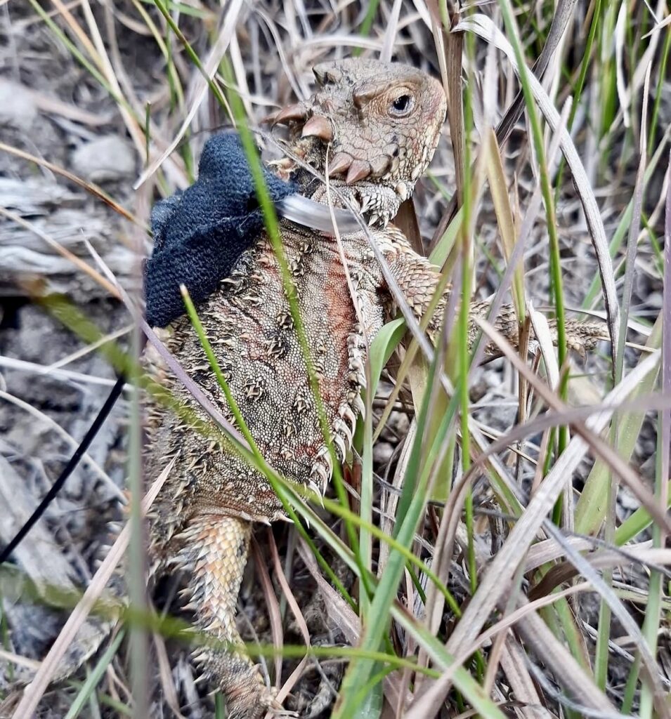 Entre bosques de pino-encino y otros ambientes montañosos, el lagarto cornudo representa una de las especies de reptiles más características de México. Créditos: Erika Adriana Reyes Velázquez y Aldo Gómez Benítez