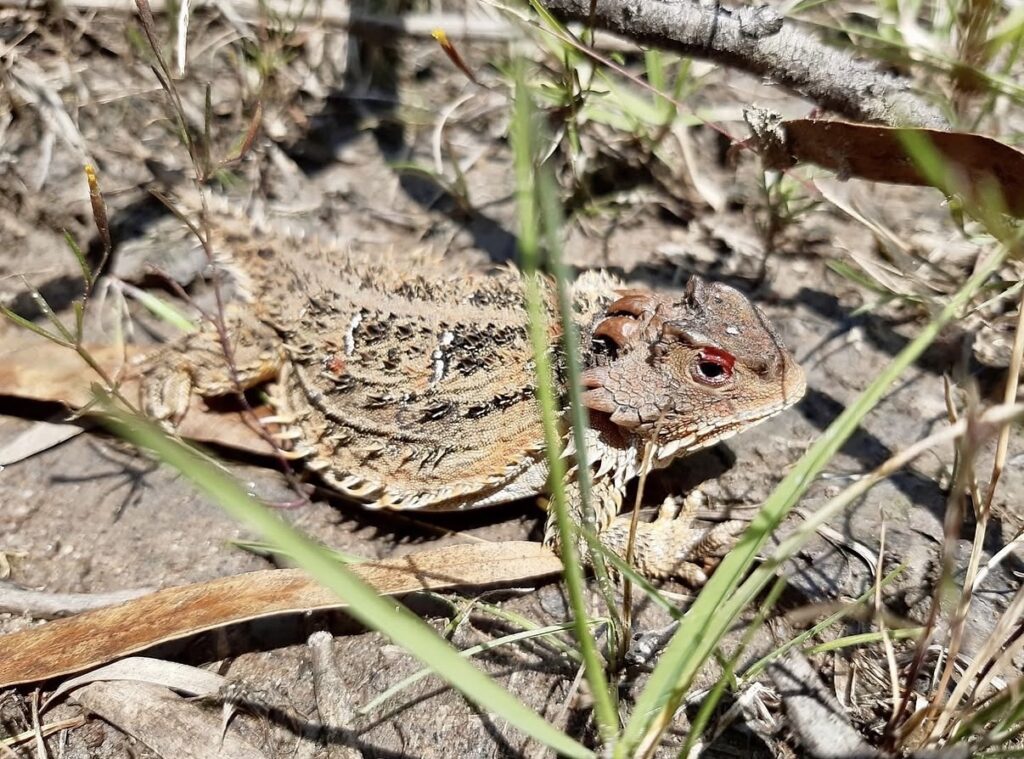 El lagarto cornudo utiliza los claros del bosque para exponerse a la radiación solar y regular su temperatura corporal. Créditos: Erika Adriana Reyes Velázquez y Aldo Gómez Benítez