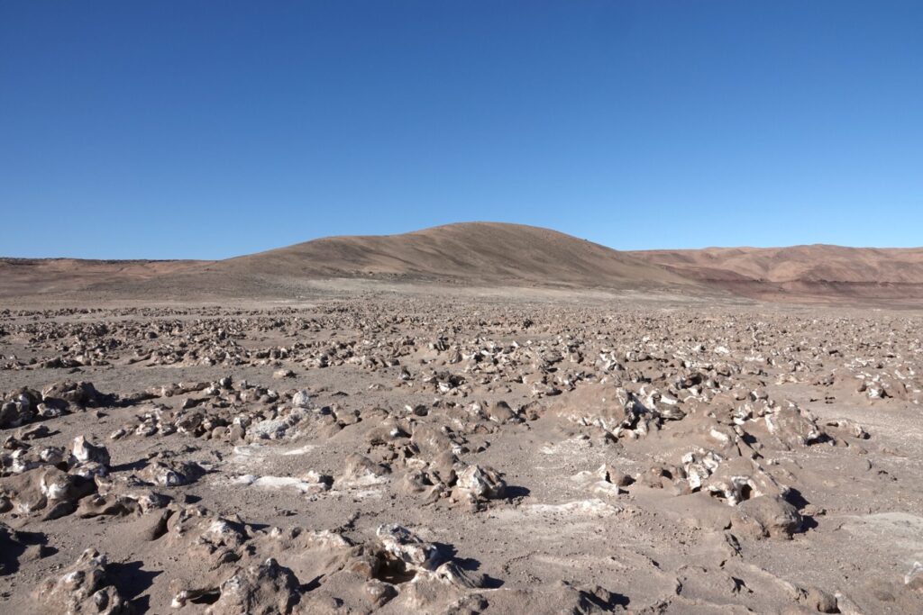 Sitio reproductivo golondrina de mar negra, Arica y Parinacota Créditos: Red de Observadores de Aves y Vida Silvestre de Chile (ROC)