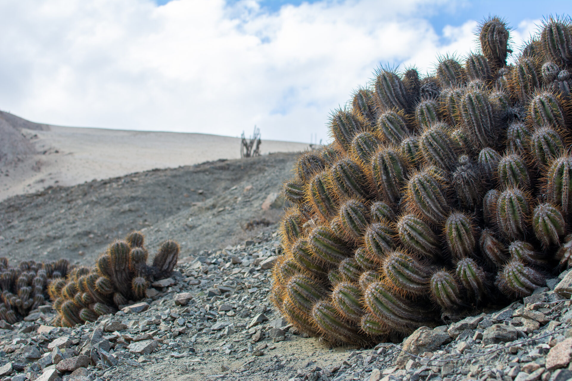 OPINIÓN | Más allá del desierto florido: los esfuerzos por conservar uno de los géneros de cactus más amenazados del norte de Chile