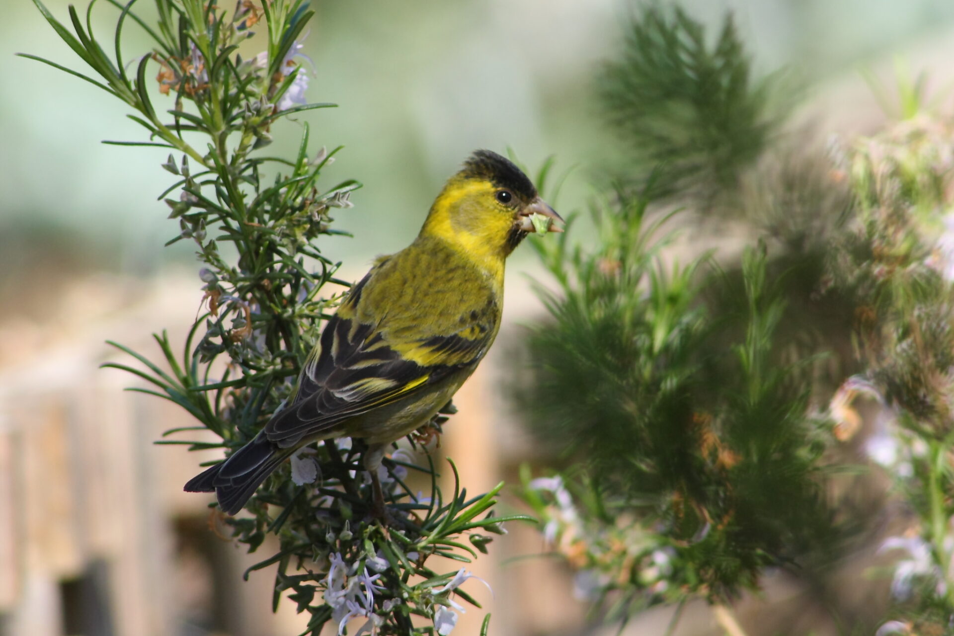 ¿Cuál agregarías? Refranes de aves en la cultura popular chilena