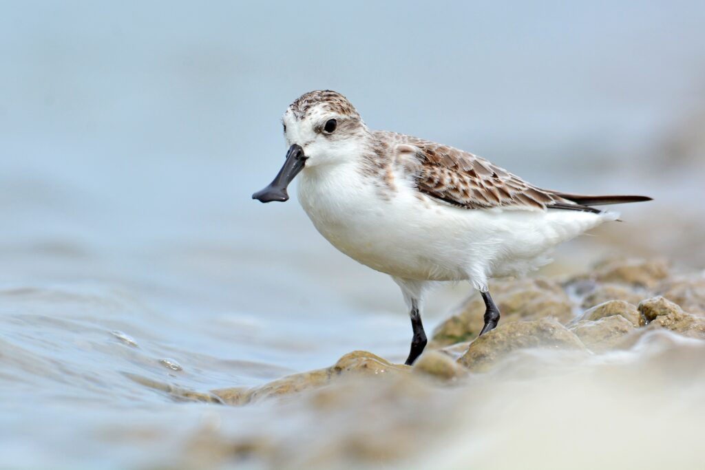 El correlimos cuchareta​ (Calidris pygmaea)​ es un ave de la familia Scolopacidae, que se encuentra durante verano en el nororiente de Rusia y en invierno en el Sudeste de Asia. Foto: cortesía Butterfly Hunter/Shutterstock